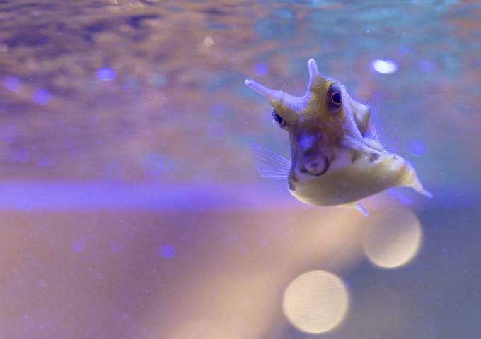 media.Hotel Feldberg Riccione Pagoda Acquario_2