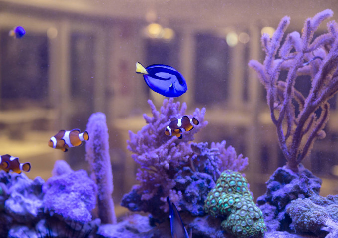 media.Hotel Feldberg Riccione Pagoda Acquario_9