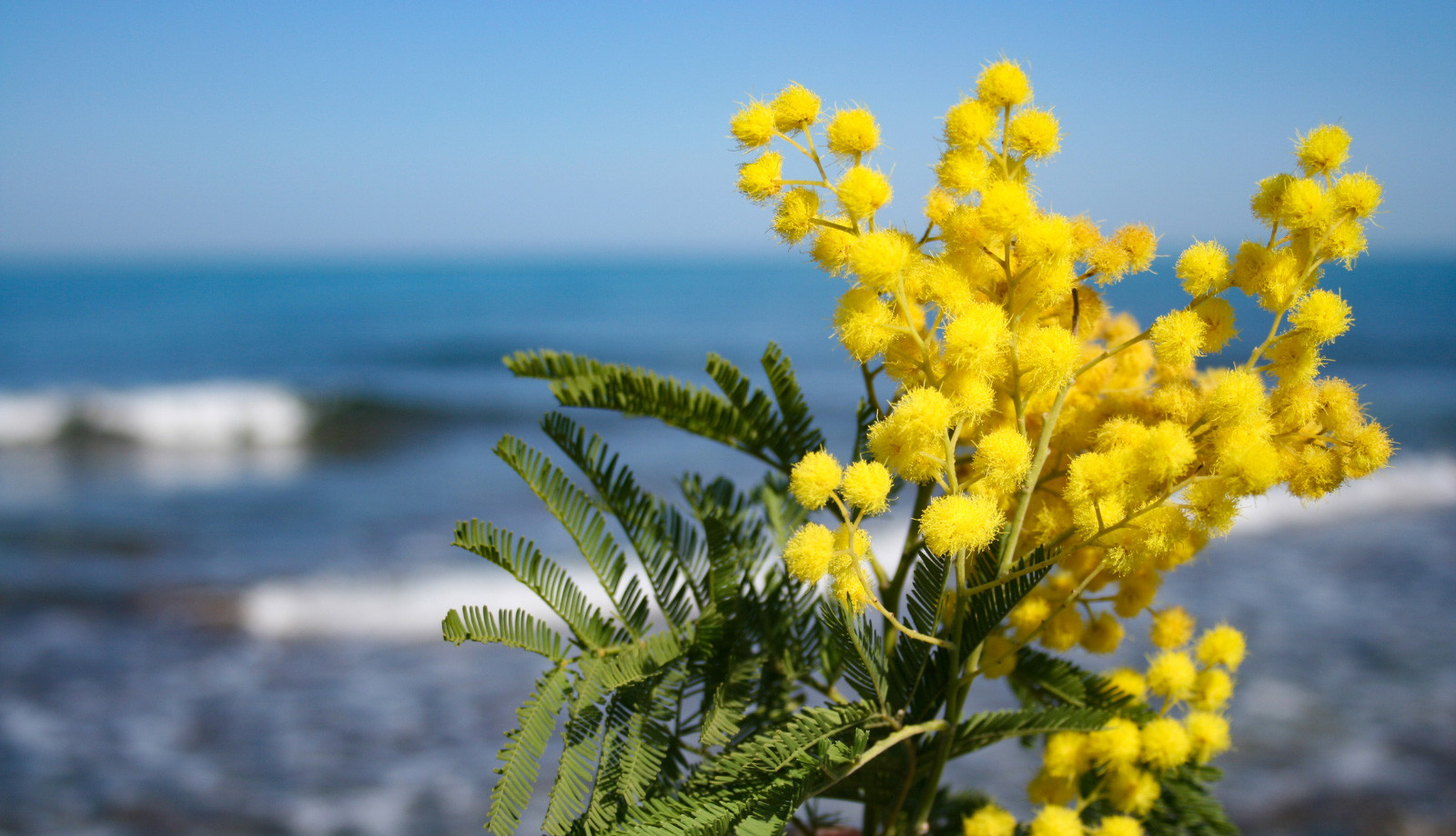 media.festa-delle-donne-hotel-feldberg-Riccione